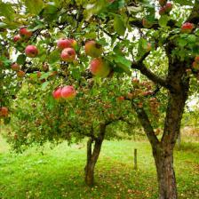 traitement fruitier