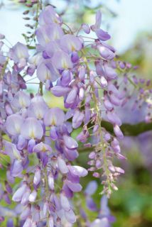 glycine parfumée