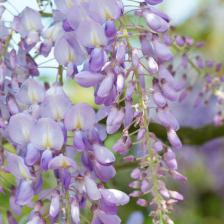 glycine
