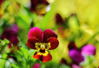 Des pensées pour votre jardin