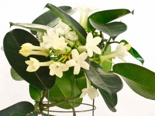 stephanotis - jasmin madagascar en pot