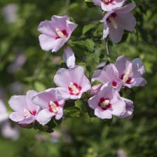 hibiscus syriacus