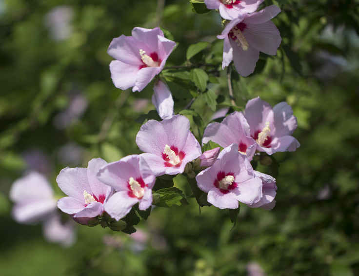 hibiscus syriacus