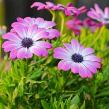 Osteospermum