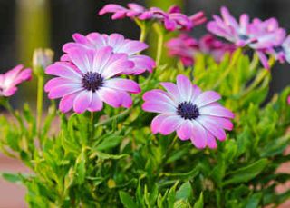 Osteospermum