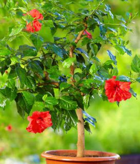 hibiscus en pot en extérieur