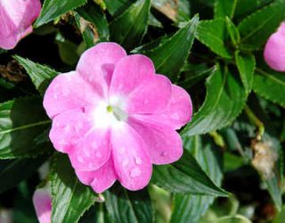 impatiens