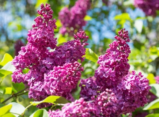 lilas entretien