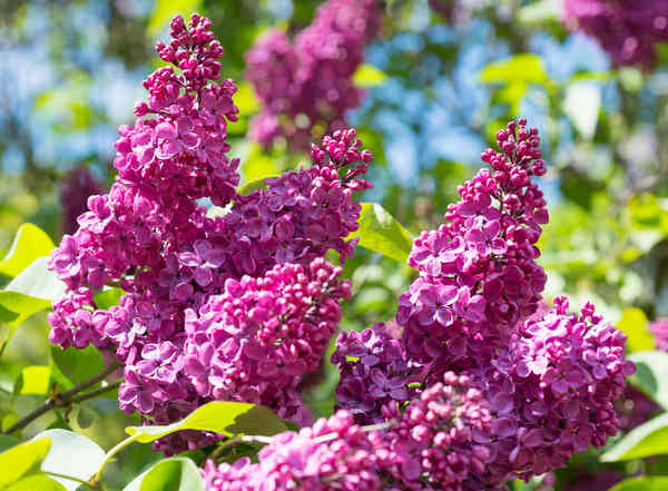 Lilas : plantation et entretien pour une belle floraison