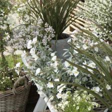plante petit espace