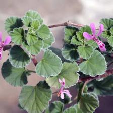 Pelargonium sidoides