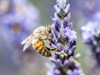 abeille disparition