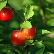 Acerola