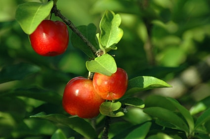 Acerola