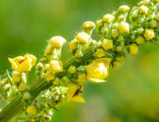 bouillon blanc plante