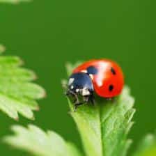 coccinelle
