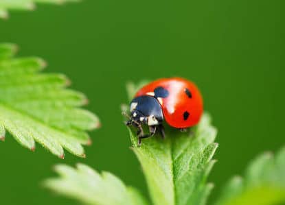 Coccinelle : traitement contre les pucerons