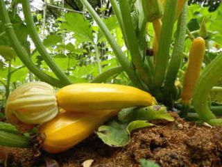 courgette culture