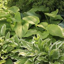 hosta