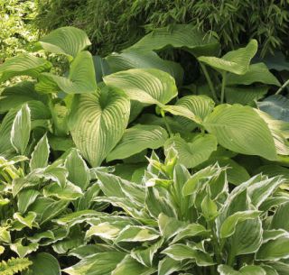 hosta ombre