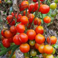 mildiou de la tomate