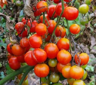 mildiou de la tomate degats