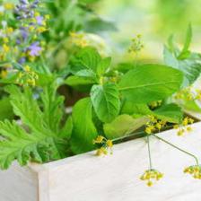 Nephritis, how can plants be used to treat it?