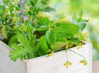 nephrite - La néphrite : comment la soigner avec les plantes ?