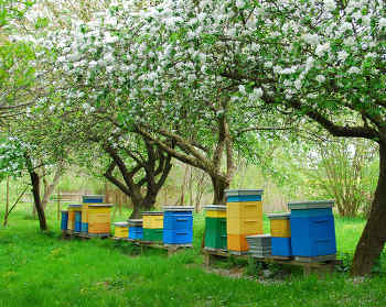 proteger abeilles ruche