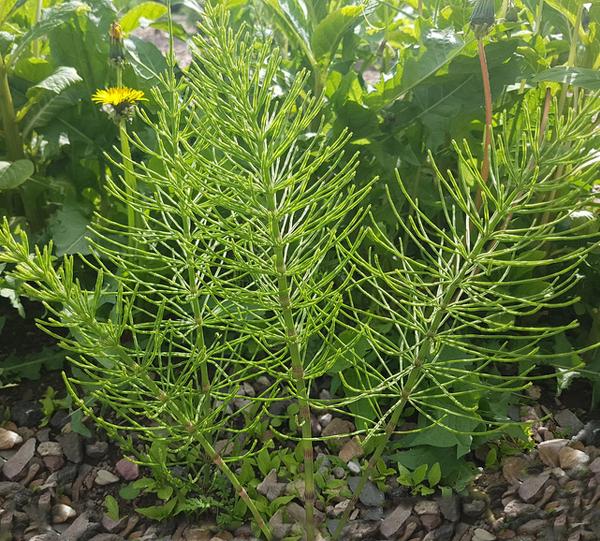 Purin de prêle : recette et utilisation au potager et au jardin