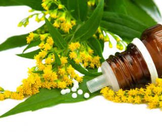 solidago - verge or