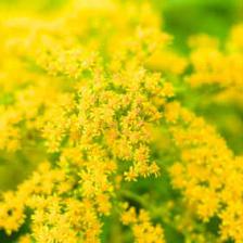 solidago verge d'or