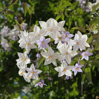 solanum