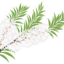 tea tree