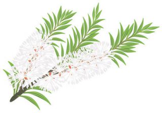 tea-tree - Tea tree : il soigne de nombreuses infections