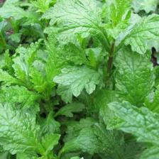 verveine