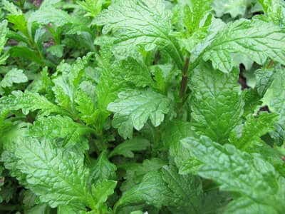 Verveine citronnelle : bienfaits, plantation et entretien