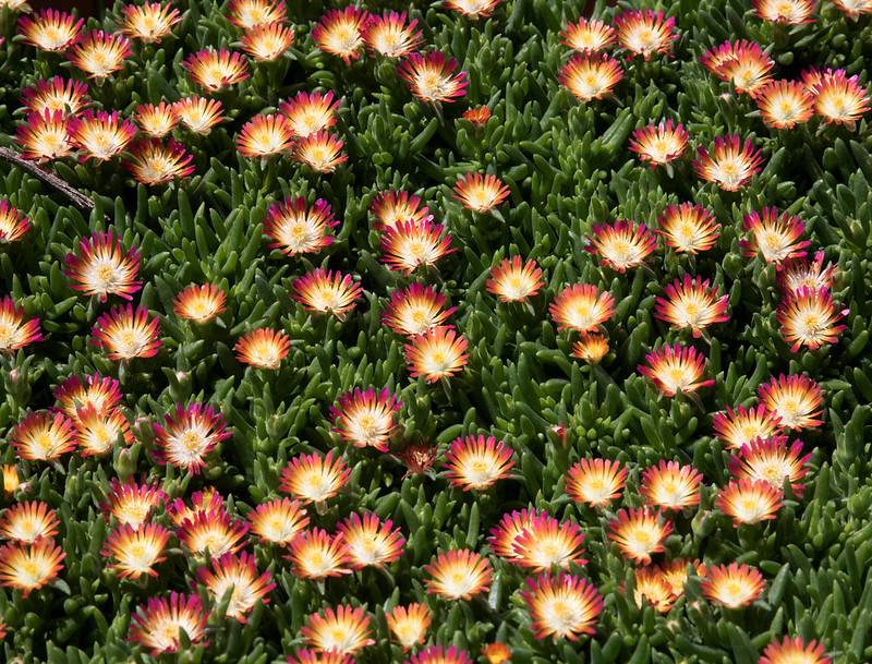 Delosperma cooperi - pourpier de cooper