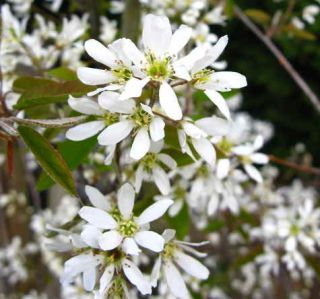 amelanchier