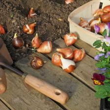 automne jardin semis plantation
