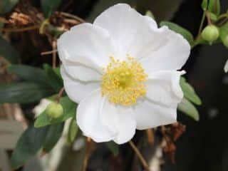 carpenteria californica