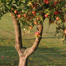 fruitier en hiver