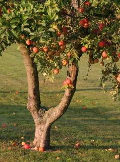 fruitier en hiver