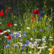plantes jardin naturel