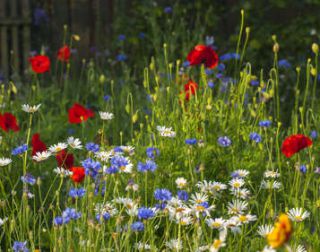 plantes jardin naturel