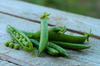 pois récolte saison