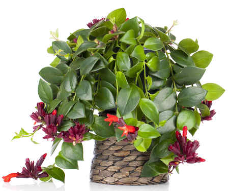 jolie plante verte - fêter Noël autrement