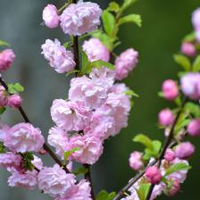 Amandier de Chine
