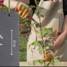 bouturage rosier