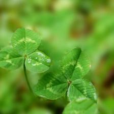 engrais vert